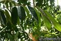 درخت دوریان یا قهوه سودانی